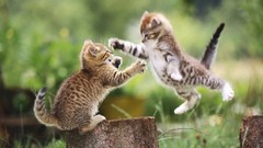 Animals jumping outdoors Kittens