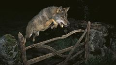 Animals jumping Wolves