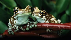 Animals jungle Frogs Toads