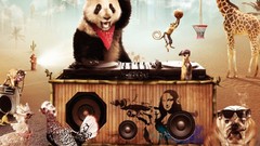 Animals jungle funny