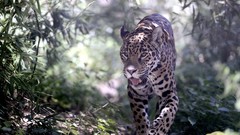 Animals jungle jaguar Leopards
