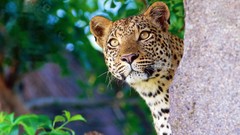 Animals jungle Leopards