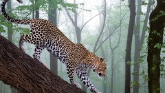 Animals jungle Leopards