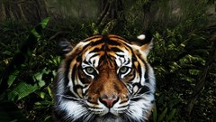 Animals jungle Tigers