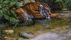 Animals jungle Tigers ripples artwork realistic