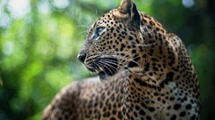 Animals jungle wild cat