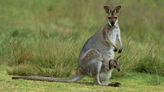 Animals kangaroos