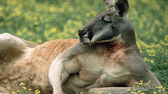 Animals kangaroos
