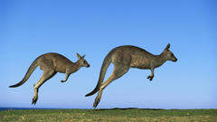 Animals kangaroos
