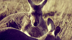 Animals kangaroos