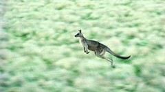 Animals kangaroos
