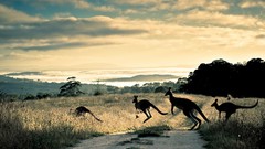 Animals kangaroos