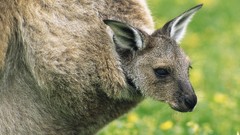 Animals kangaroos baby animals