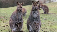Animals kangaroos baby animals