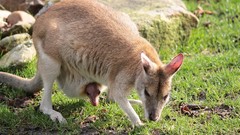 Animals kangaroos baby animals