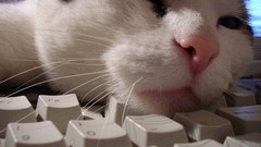 Animals keyboards funny cats