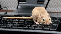 Animals keyboards mice gerbils