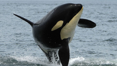 Animals killer whales