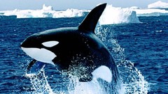 Animals killer whales