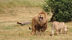 Animals king Lions angry