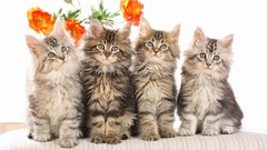 Animals Kittens