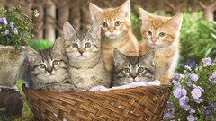 Animals Kittens baskets