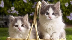 Animals Kittens baskets