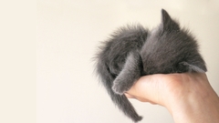 Animals Kittens cats