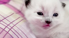 Animals Kittens cats