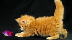 Animals Kittens cats