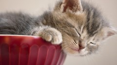 Animals Kittens closed eyes