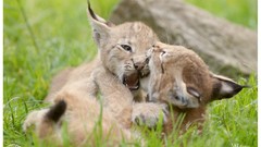 Animals Kittens cubs lynx playing bobcats