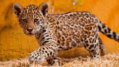 Animals Kittens jaguars baby animals