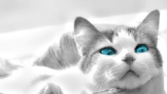 Animals Kittens pets