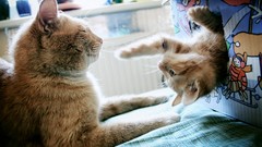 Animals Kittens playing deviantart