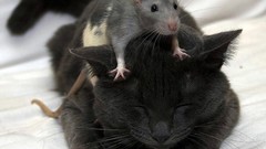 Animals Kittens Rats