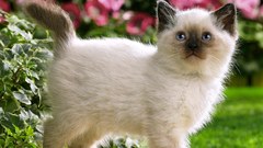 Animals Kittens siamese