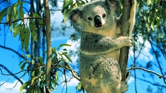 Animals koalas