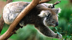 Animals koalas