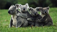 Animals koalas