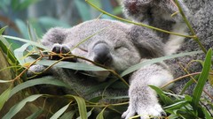 Animals koalas