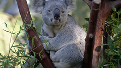 Animals koalas