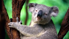 Animals koalas