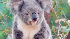 Animals koalas