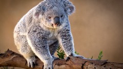 Animals koalas