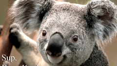 Animals koalas animal