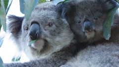 Animals koalas baby animals