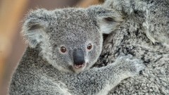 Animals koalas baby animals