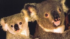 Animals koalas wildlife baby animals