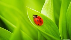 Animals ladybirds